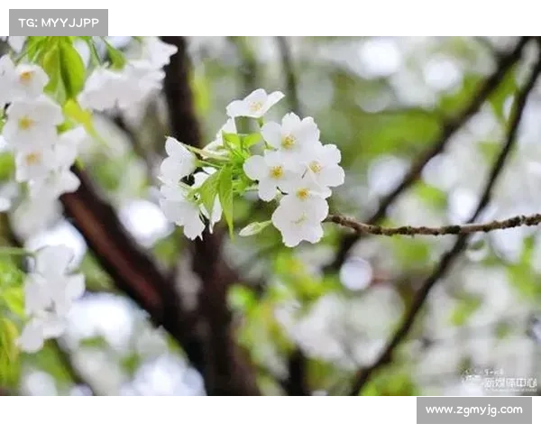 追寻自由与意义在人生旅途中绽放自我光芒开启崭新希望篇章